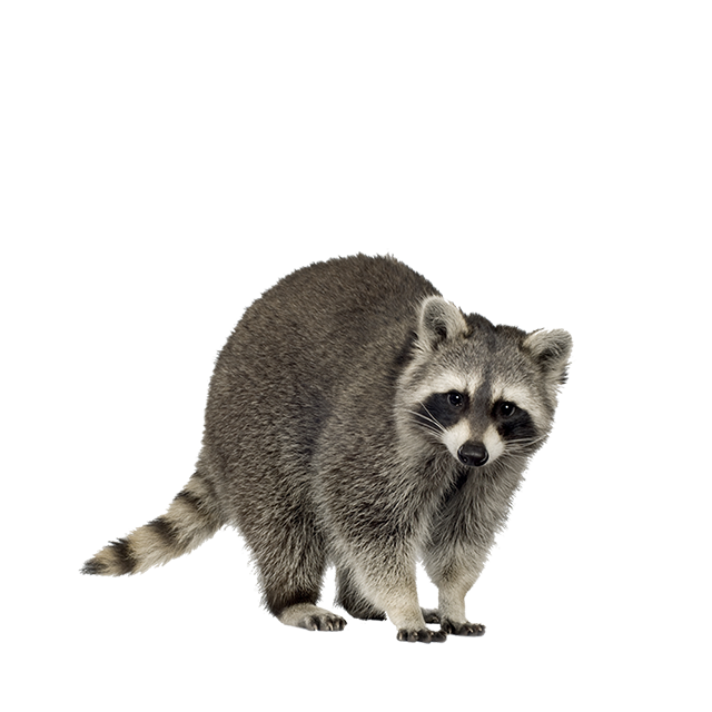 Racoon